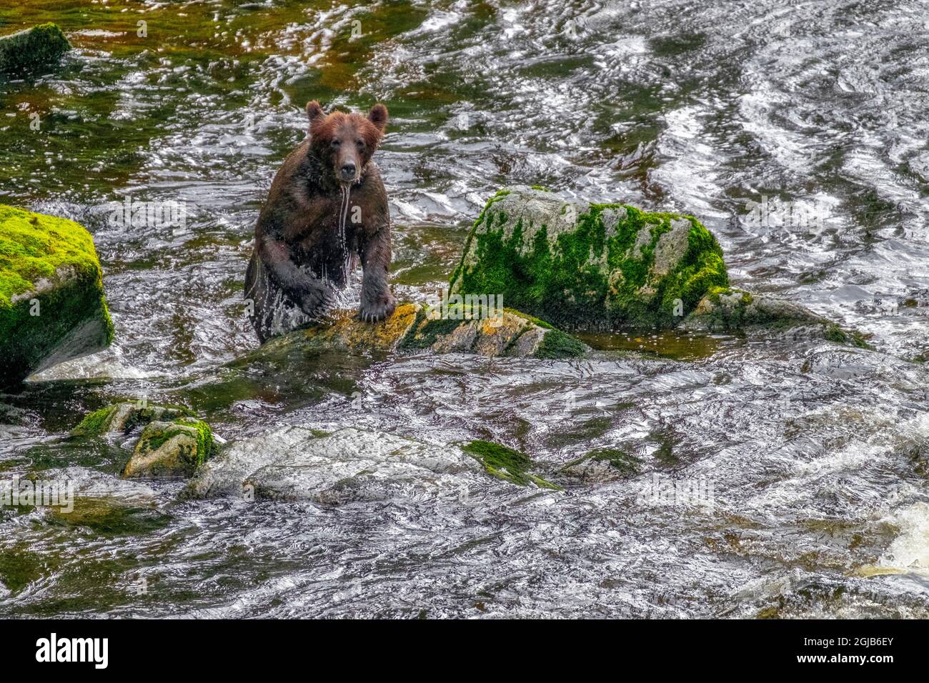 Grizzly Bear, Anan Creek, Wrangell, Alaska Stock Photo
