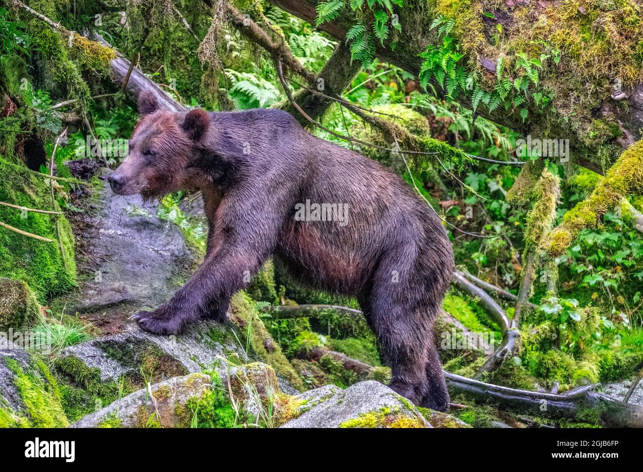 Grizzly Bear, Anan Creek, Wrangell, Alaska, USA Stock Photo