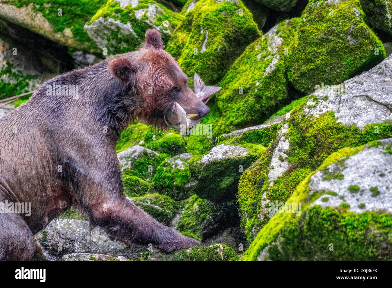 Grizzly Bear, salmon run, Anan Creek, Wrangell, Alaska, USA Stock Photo