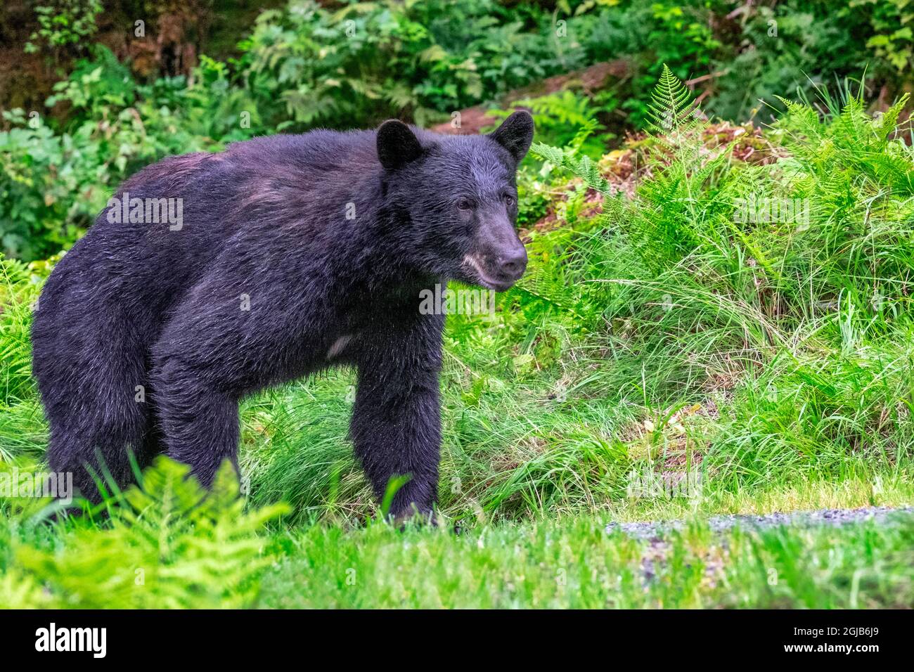 Black Bear, Anan Creek Wrangell, Alaska, USA Stock Photo