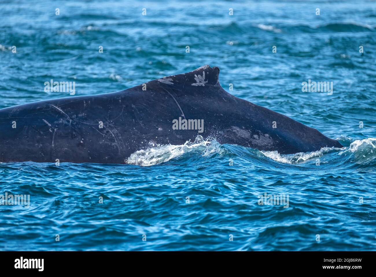 Humpback whale, Favorite Channel, Juneau, Alaska, USA Stock Photo