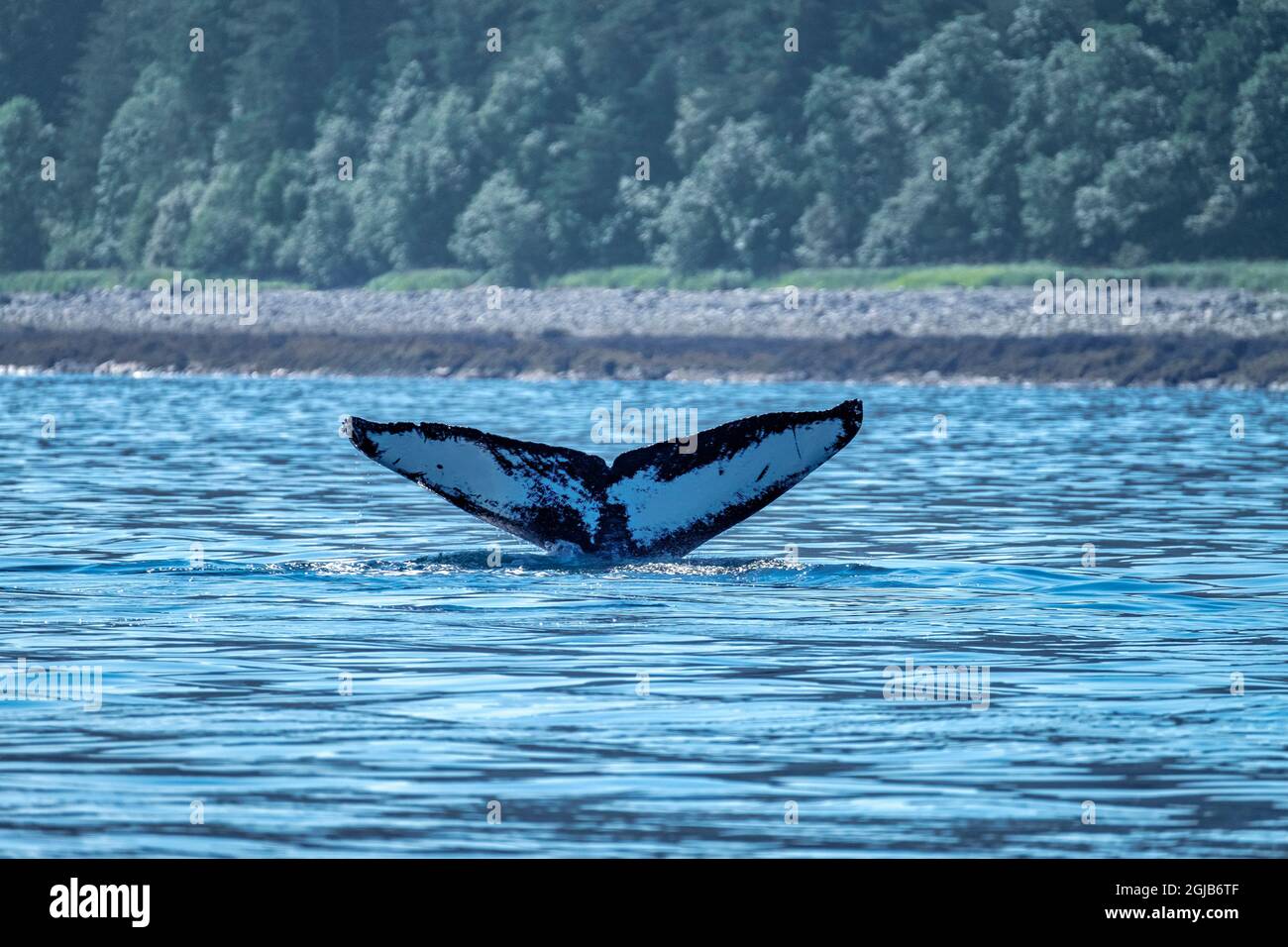 Humpback whale juneau alaska hi-res stock photography and images - Alamy