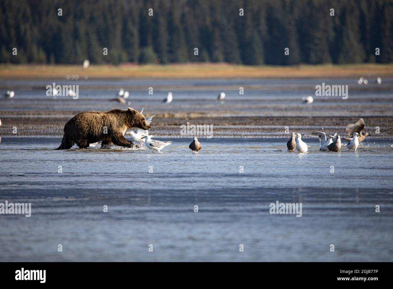 Lake Clark National Park and Preserve, Alaska, Coastal Brown Bear splashes through the stream with seagulls, Stock Photo