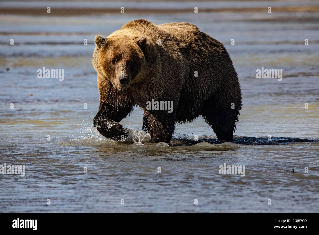 Lake Clark National Park and Preserve, Alaska, wilderness, bears, low