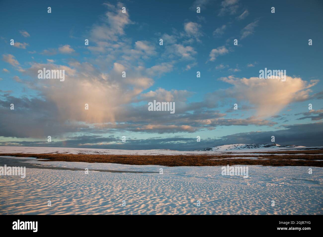 Spring Time on the Arctic Tundra Stock Photo - Alamy