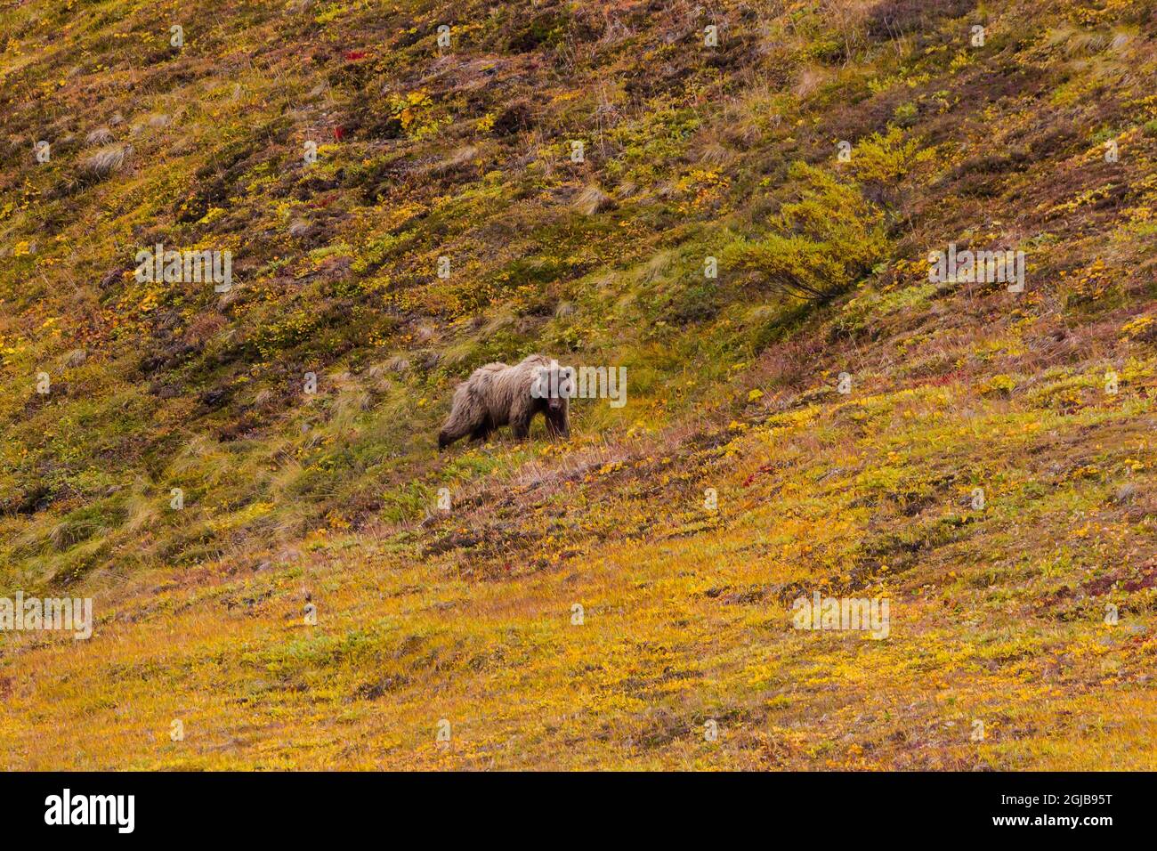 USA, Alaska. Fall colors in Denali National Park with a Brown Bear