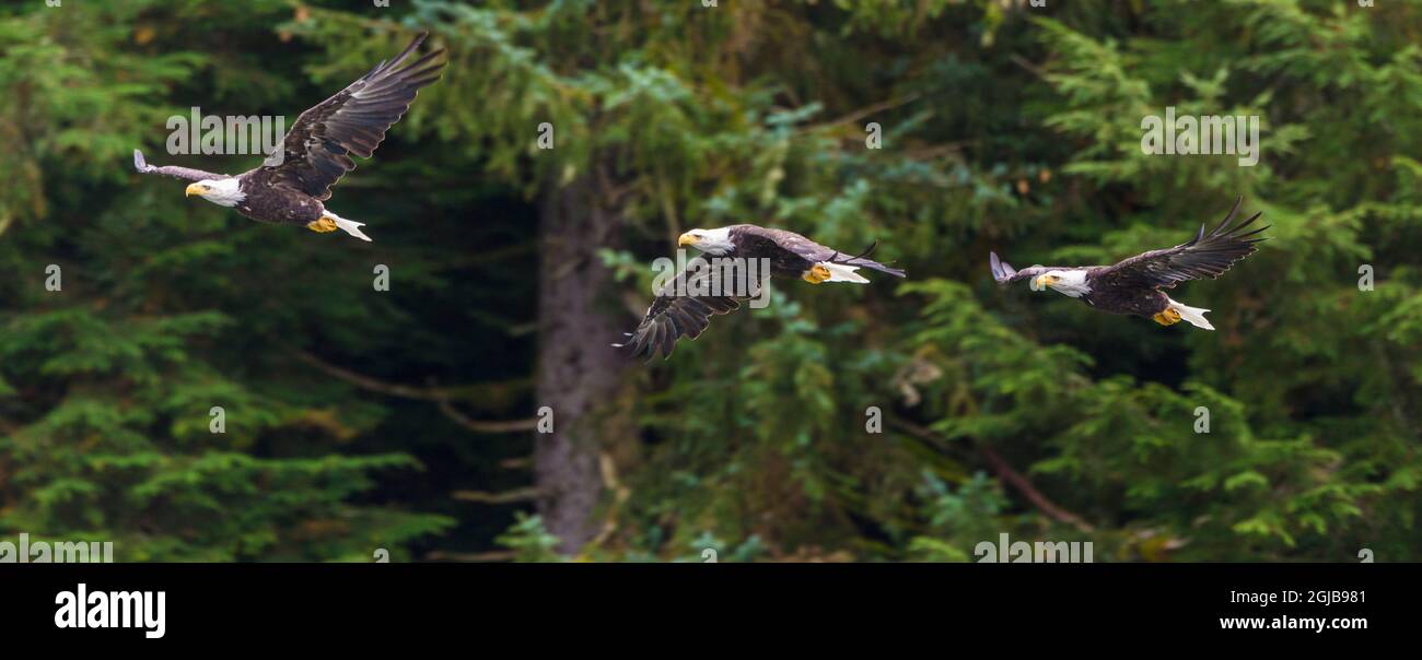 USA, Alaska. Multiple exposure of Bald Eagle feeding on the Chilkoot River near Haines, Alaska. Stock Photo