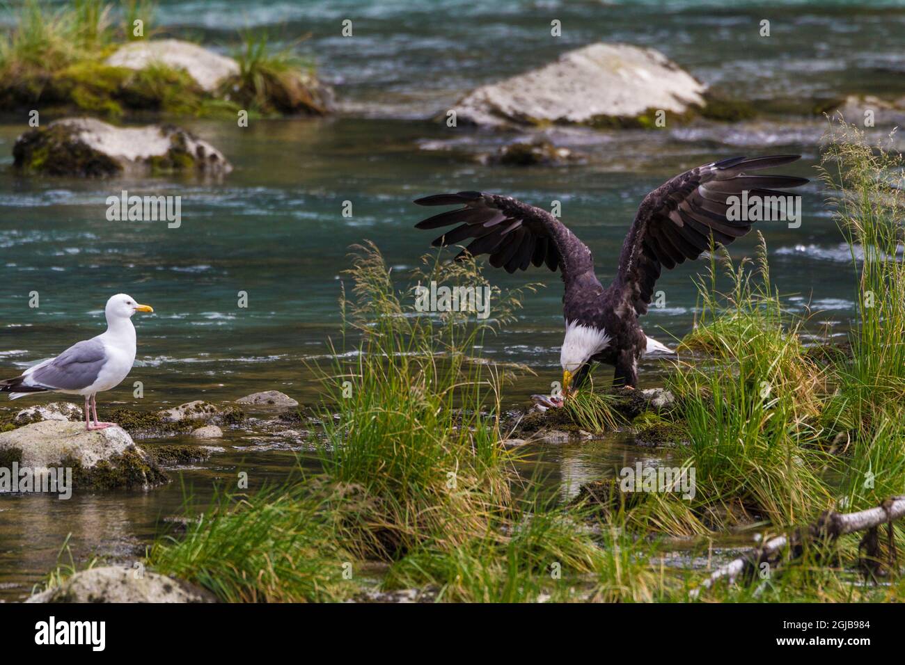 USA, Alaska. Bald Eagle feeding on the Chilkoot River near Haines, Alaska. Stock Photo