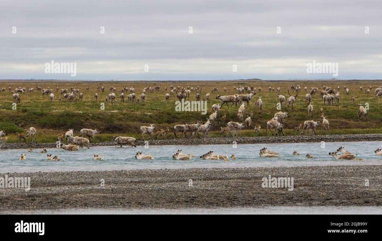 USA, Alaska. Caribou of the Porcupine Herd on the North Slope crossing the Sag River near Prudhoe Bay. Stock Photo