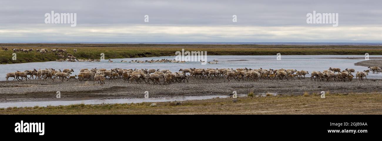 USA, Alaska. Caribou of the Porcupine Herd on the North Slope crossing the Sag River near Prudhoe Bay. Stock Photo