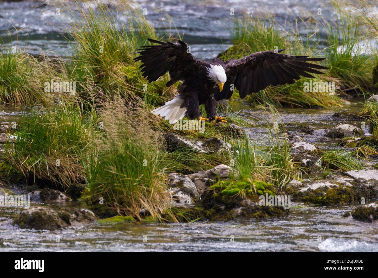 USA, Alaska. Bald Eagle feeding on salmon on the Chilkoot River near Haines, Alaska. Stock Photo