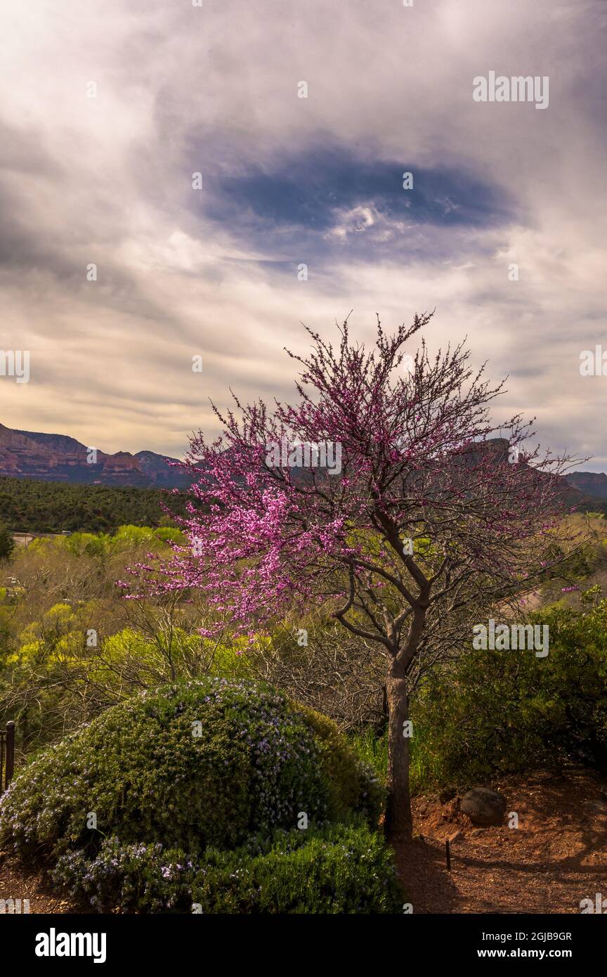 USA, Arizona, Sedona. Landscape with blooming tree. Credit as: Jay O ...
