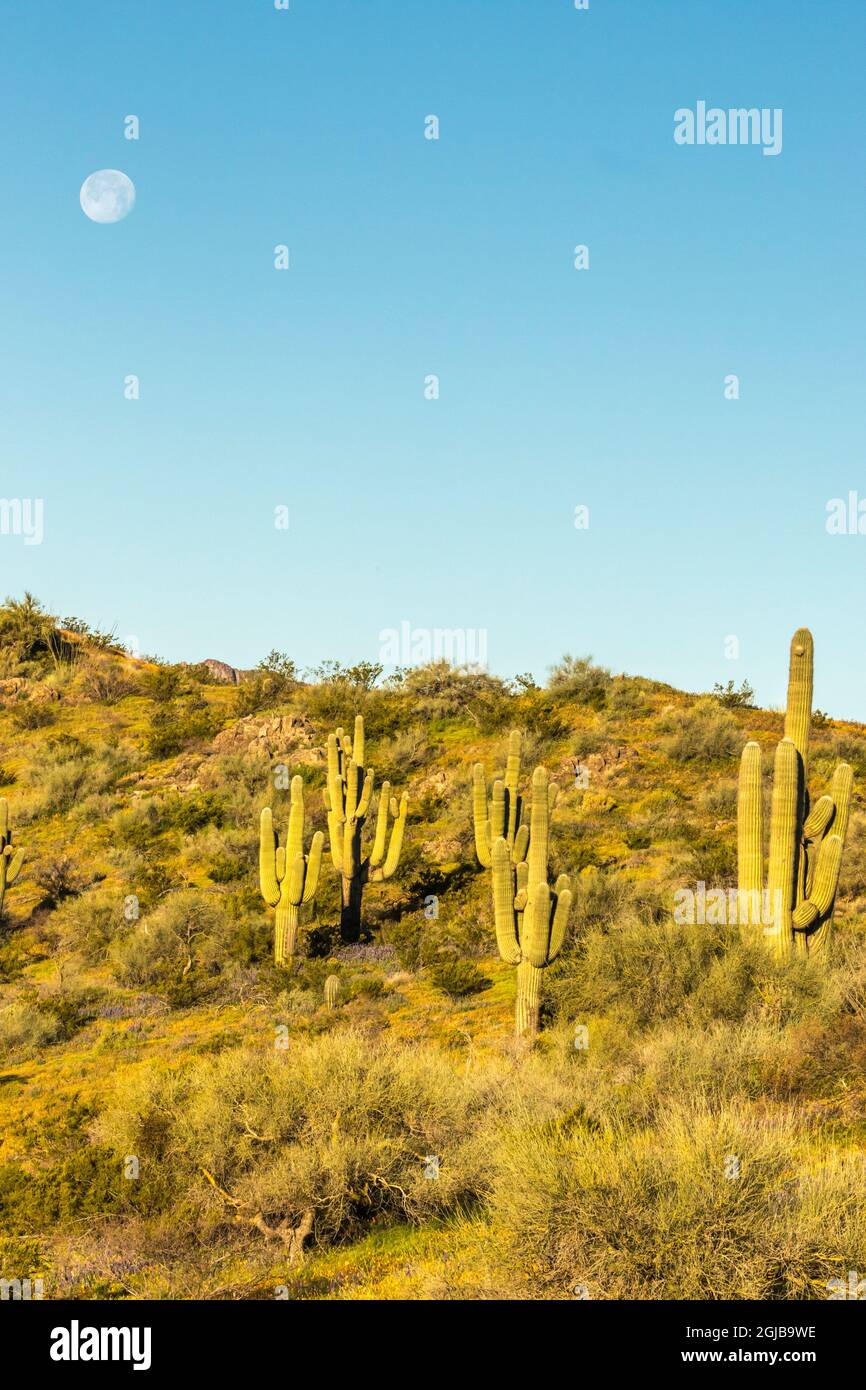Peridot mesa hires stock photography and images Alamy