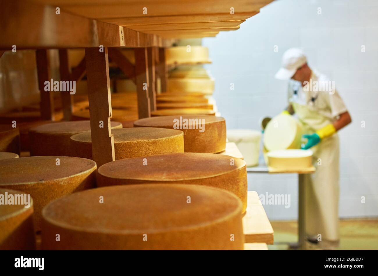 An employee of the cheese factory lubricates the cheese head Stock