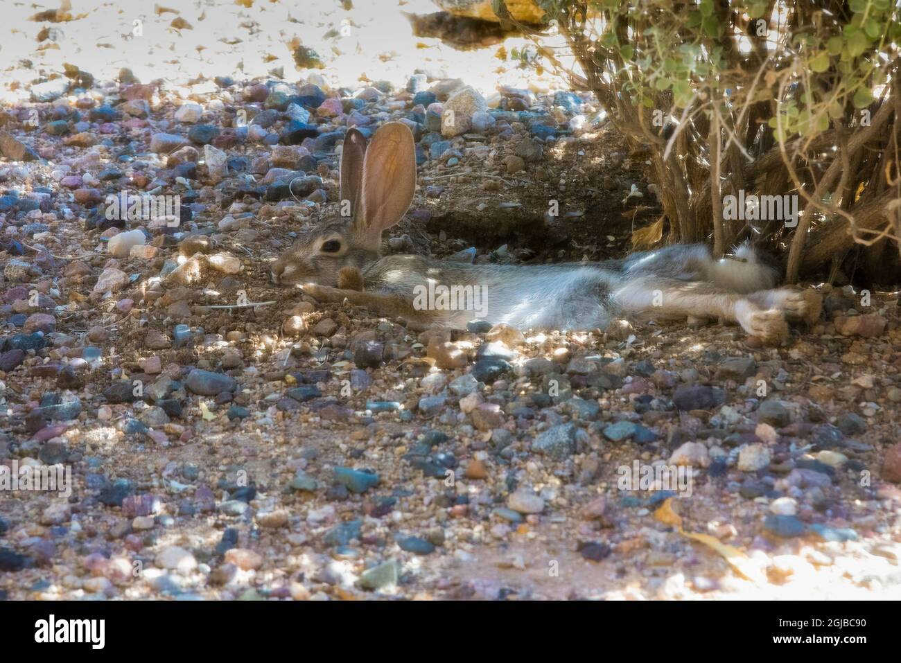 USA, Arizona, Buckeye. Desert cottontail rabbit resting in shade of ...