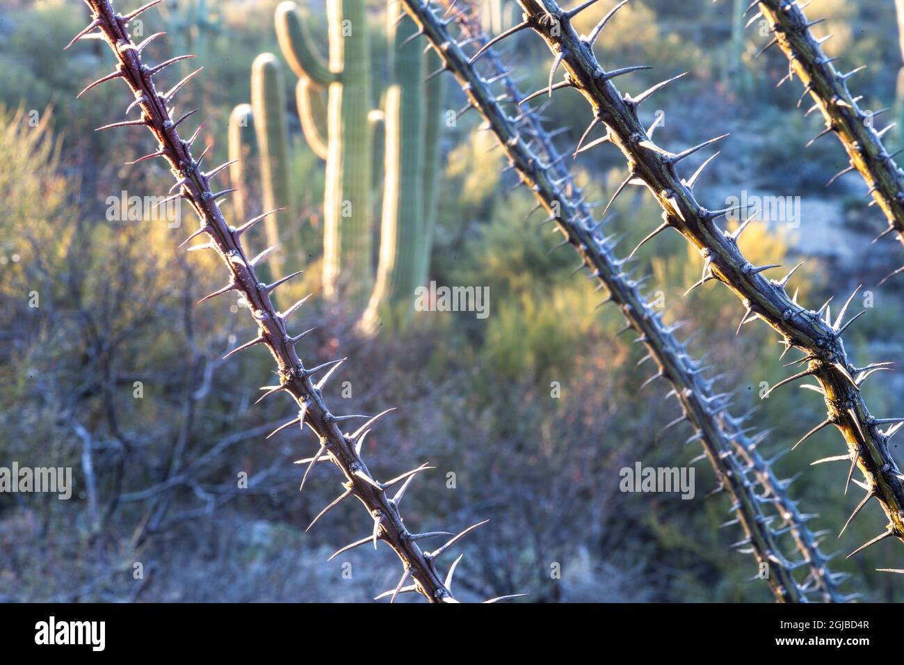 USA, Arizona, Catalina State Park, saguaro cactus, Carnegiea gigantea, cane cholla, Cylindropuntia spinosior. A saguaro cactus is framed by the old sp Stock Photo