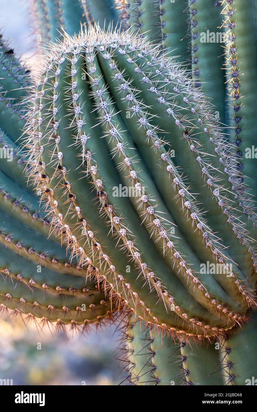 USA, Arizona, Catalina State Park, saguaro cactus, Carnegiea gigantea
