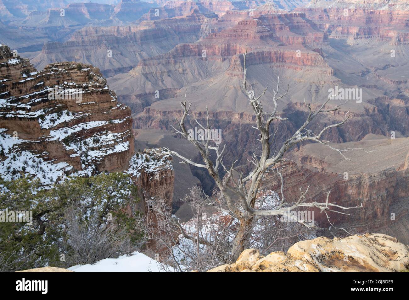 Powell Point, Grand Canyon National Park, Arizona, USA Stock Photo