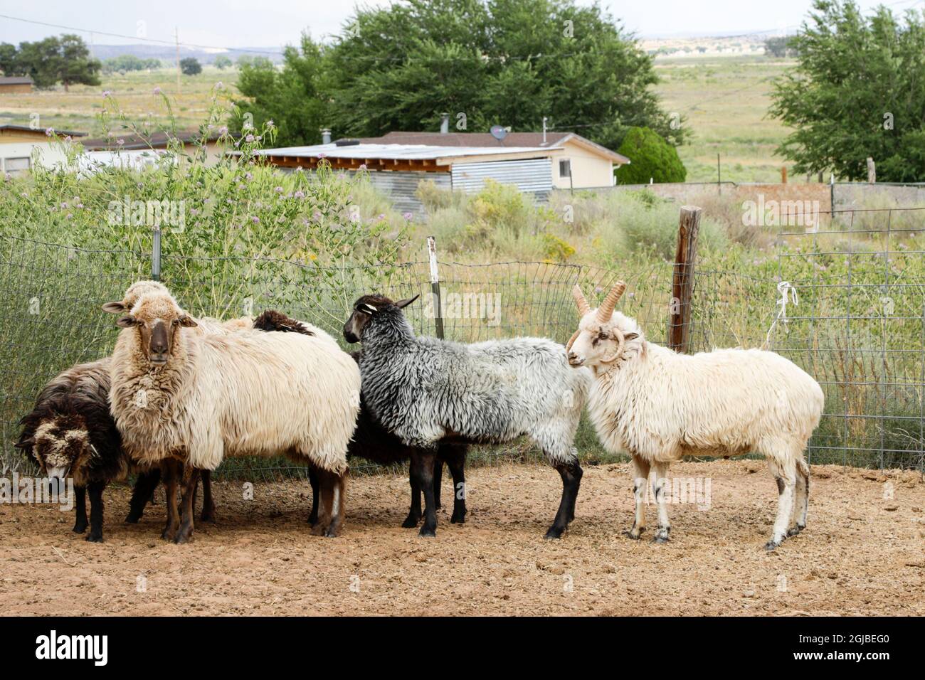 Native American, Navajo Churro sheep Stock Photo - Alamy