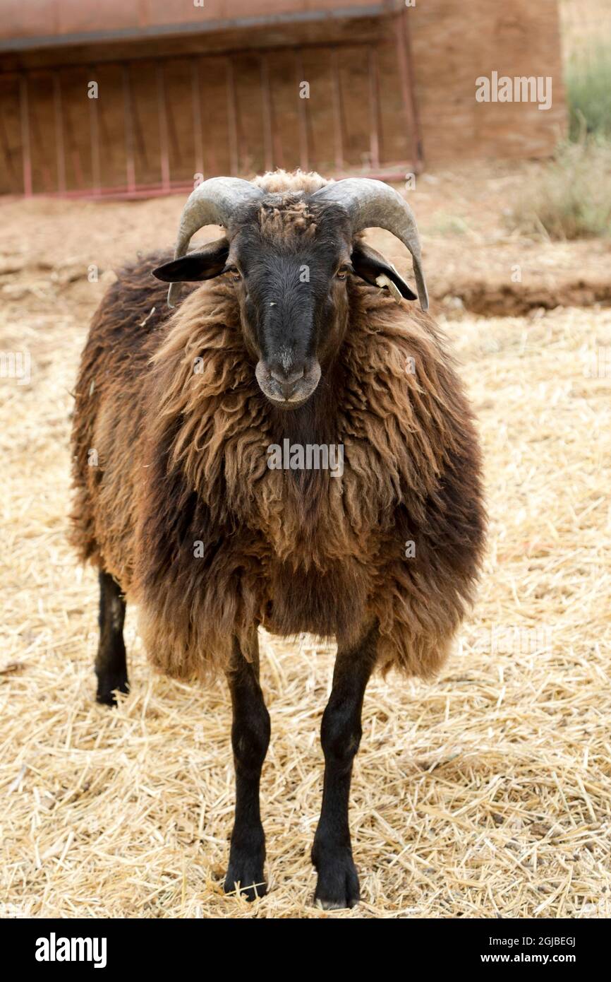 USA, Arizona. Native American, Navajo Churro sheep Stock Photo - Alamy