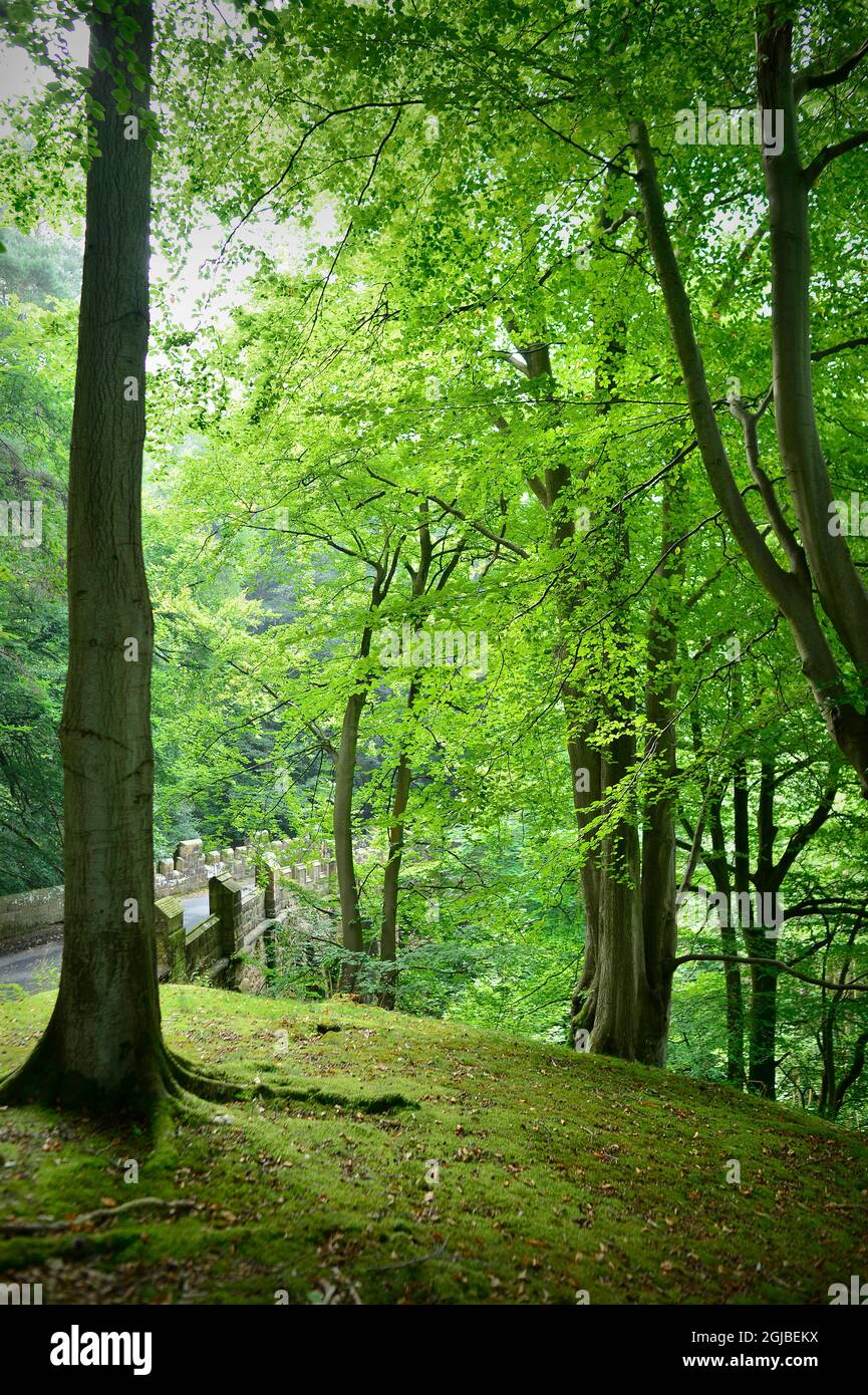 Swinton Estate Forest Masham North Yorkshire England UK Stock Photo Alamy