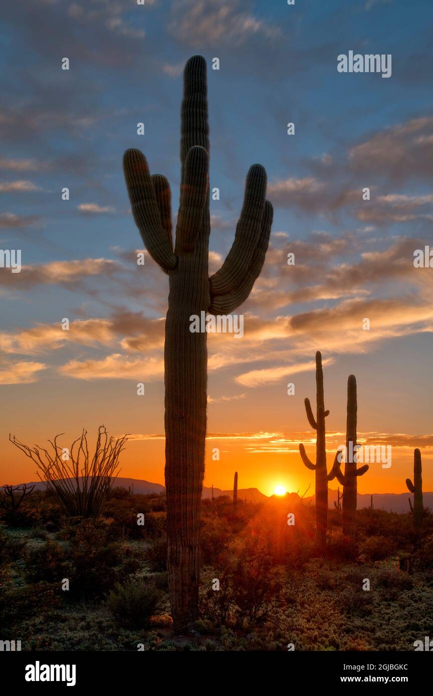 Saguaro cactus in the lower Sonoran desert in southern Arizona Stock ...