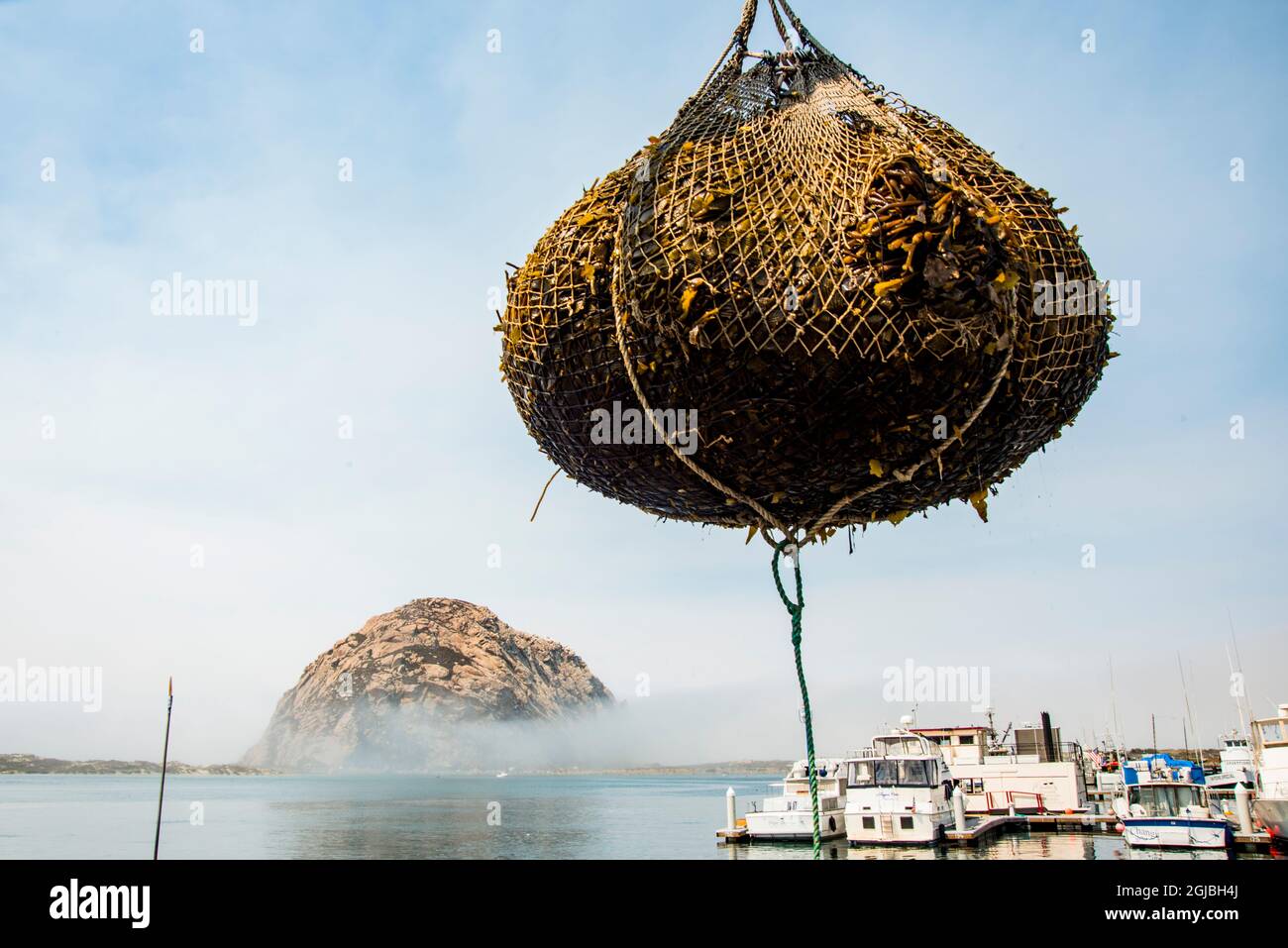 USA, California. Morro Bay, boat at dock unloading harvested sea kelp to feed farmed abalone. Stock Photo