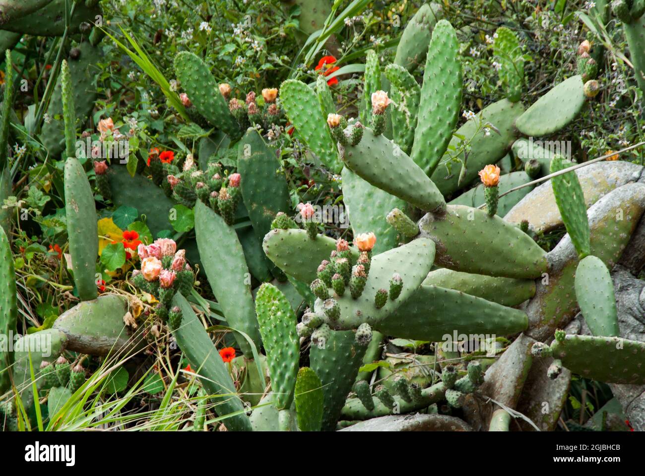 USA, California, Santa Barbara, Morro Bay. Montana de Oro State Park, prickly pear cactus in bloom. Stock Photo