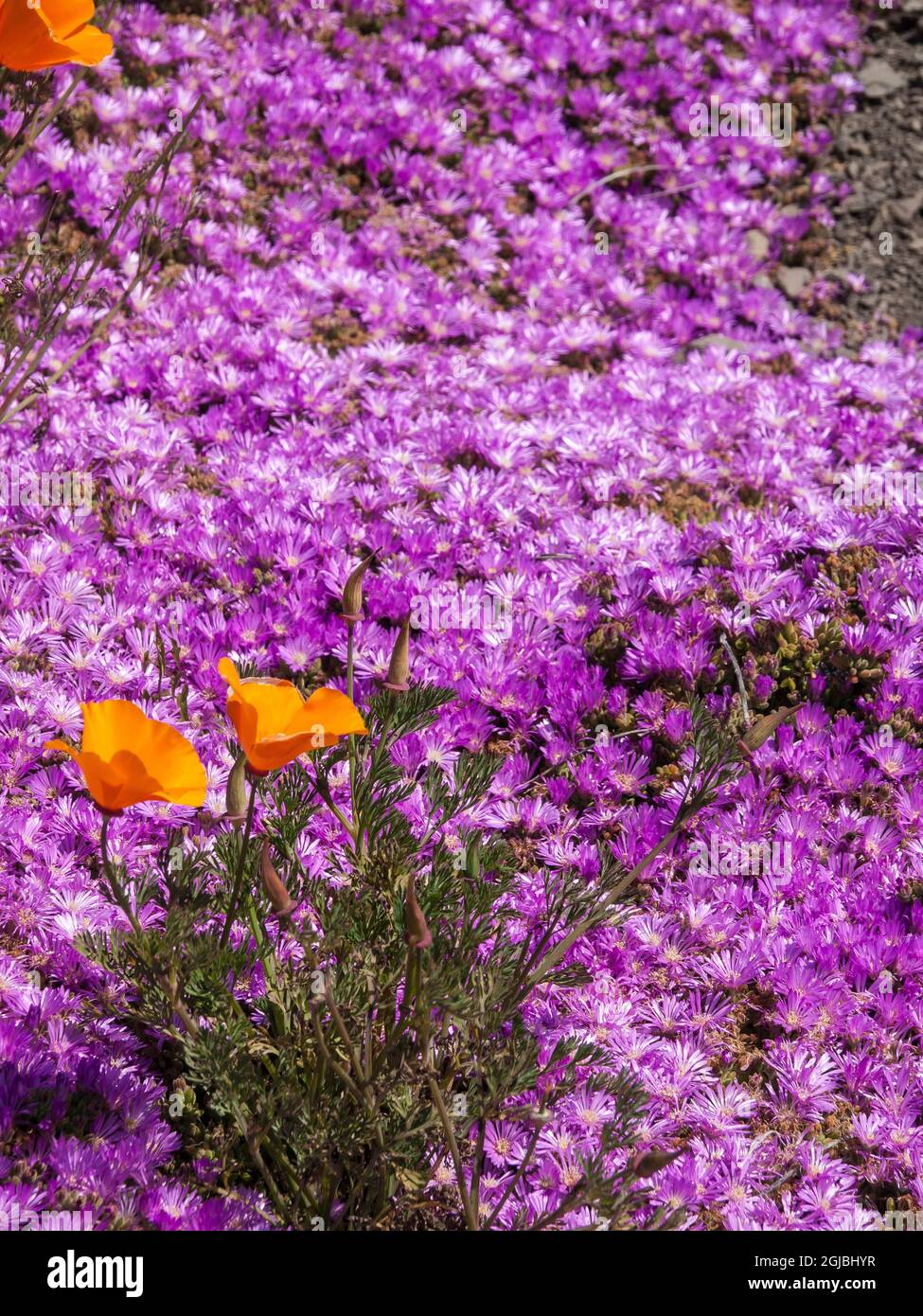 Ice Plant Succulents and Orange California Poppy, Big Sur, California