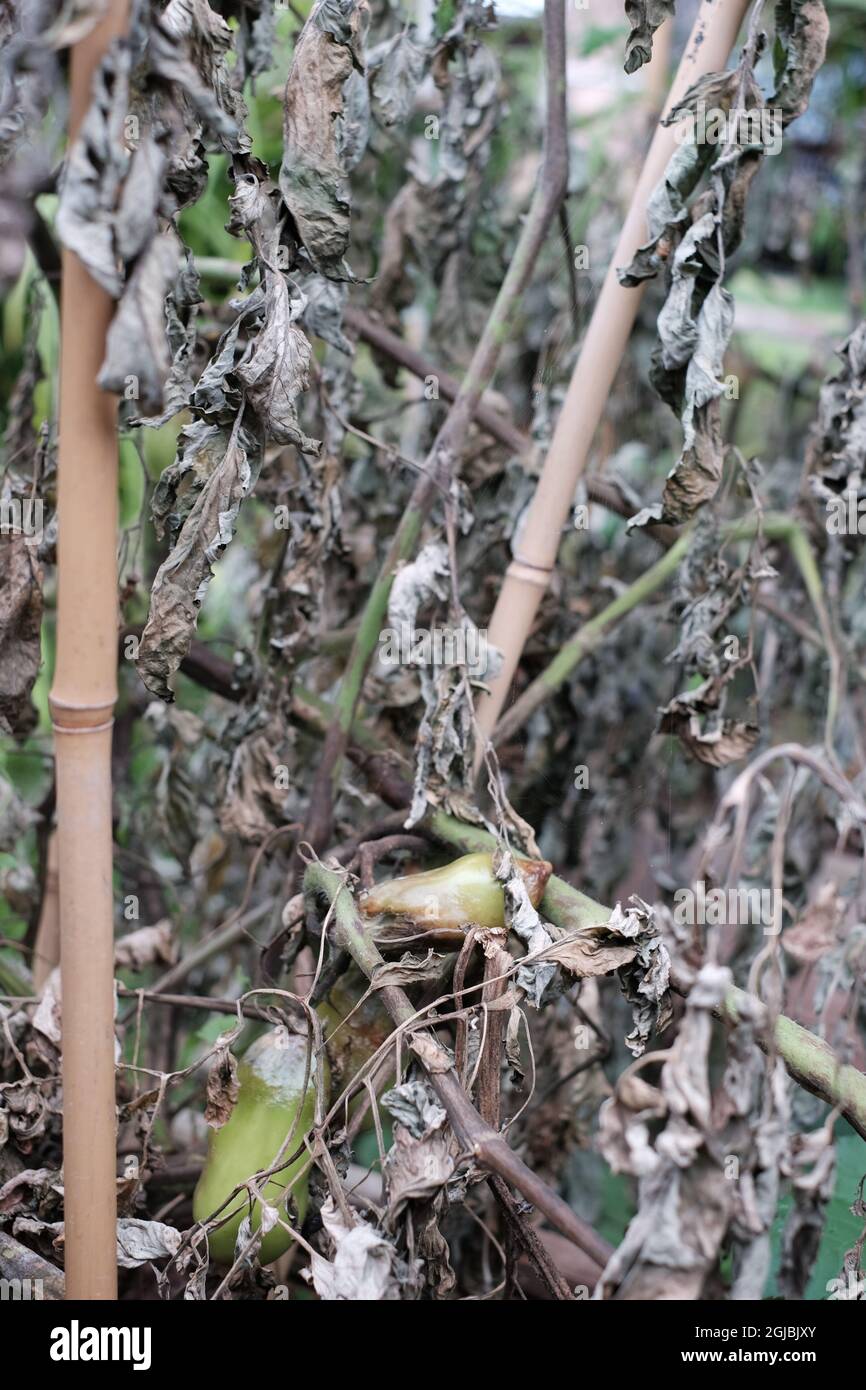 Tomatoe plants in back garden vegetable patch with leaves curling and plants dying back due to lack of water and cold weather. Stock Photo