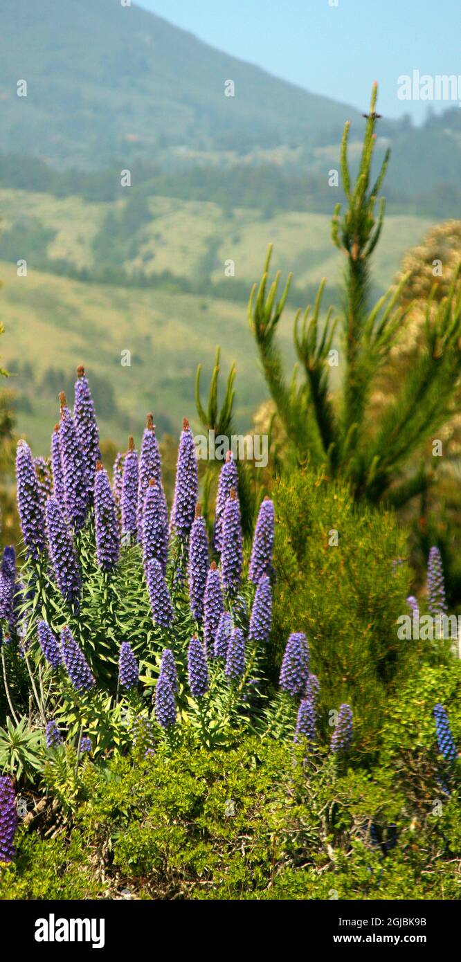 Echium Species, Pride of Madeira, Marin, California, USA Stock Photo