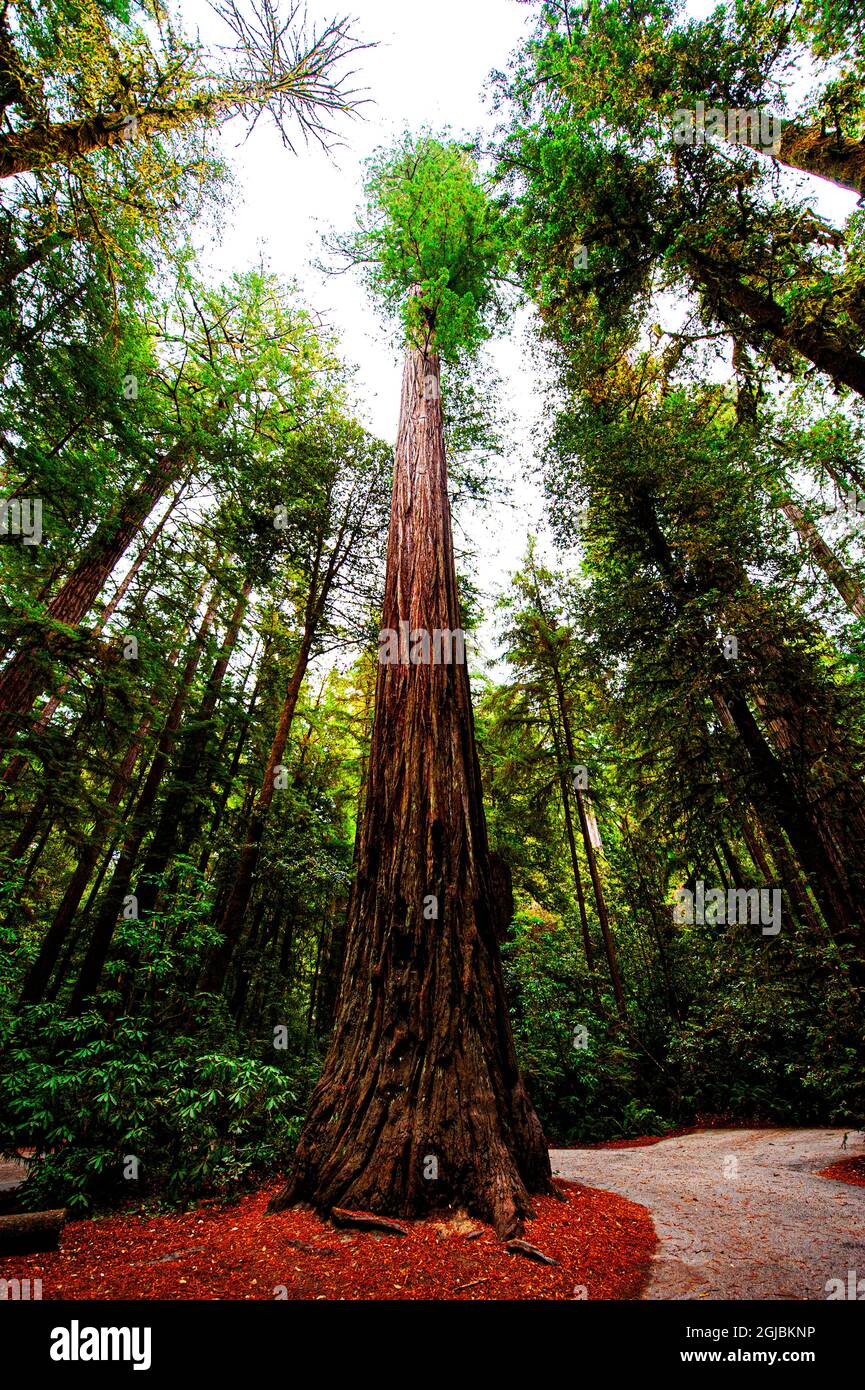 Redwood memorial grove hires stock photography and images Alamy