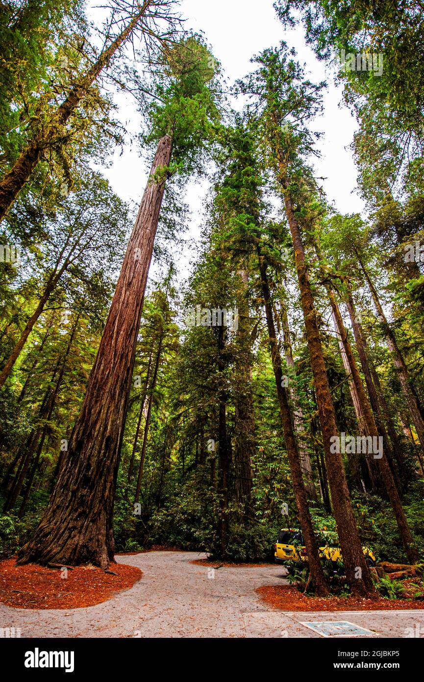 USA, California. Crescent City, Jedediah Smith State Park, Howland Hill
