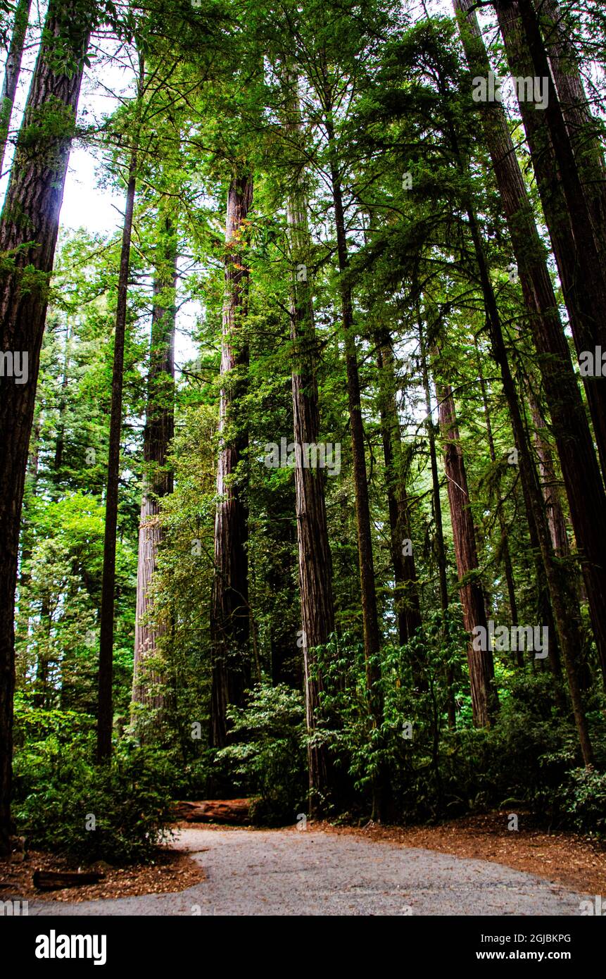 USA, California. Crescent City, Jedediah Smith State Park, Howland Hill