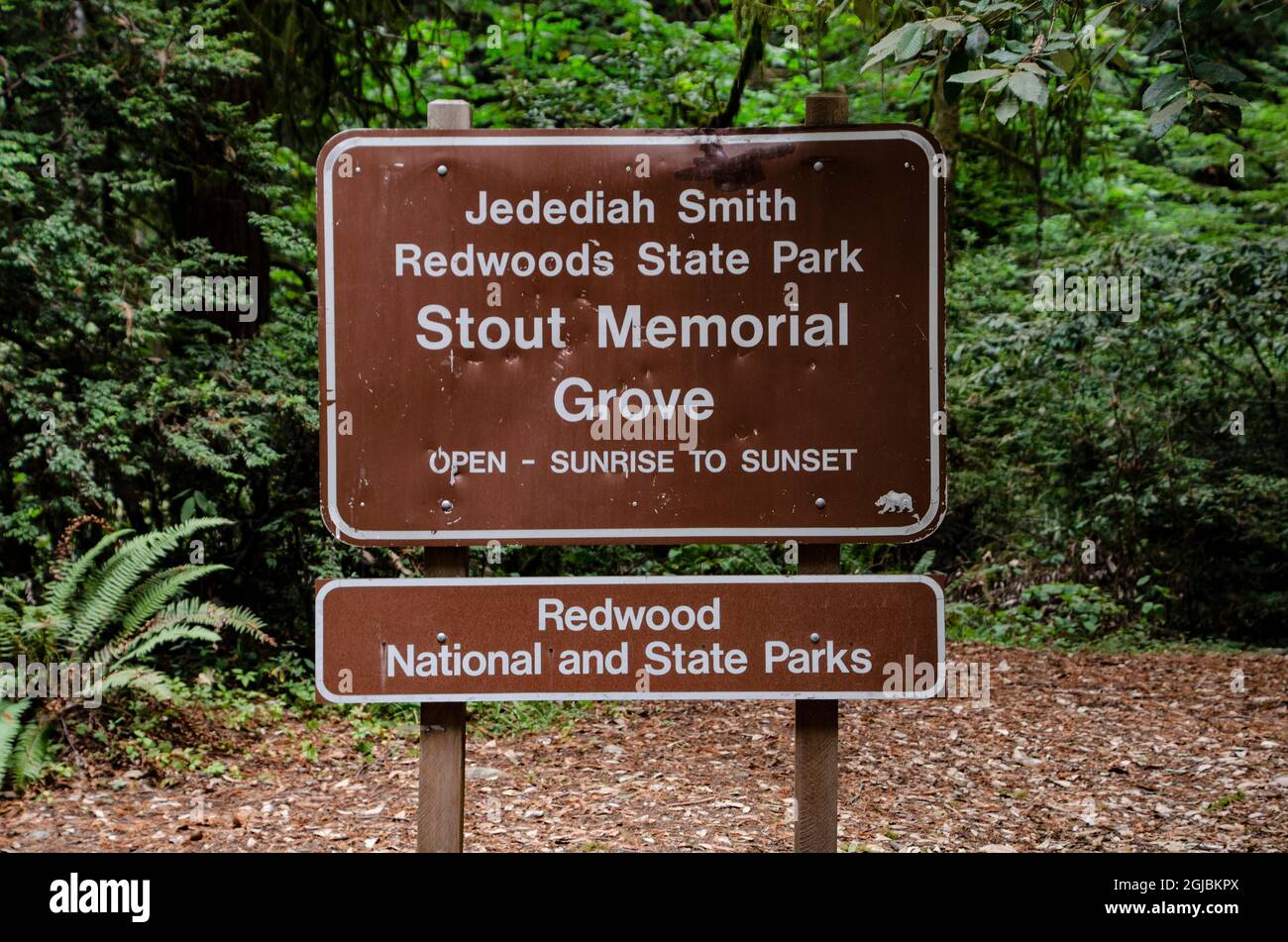 USA, California. Crescent City, Jedediah Smith State Park, Howland Hill