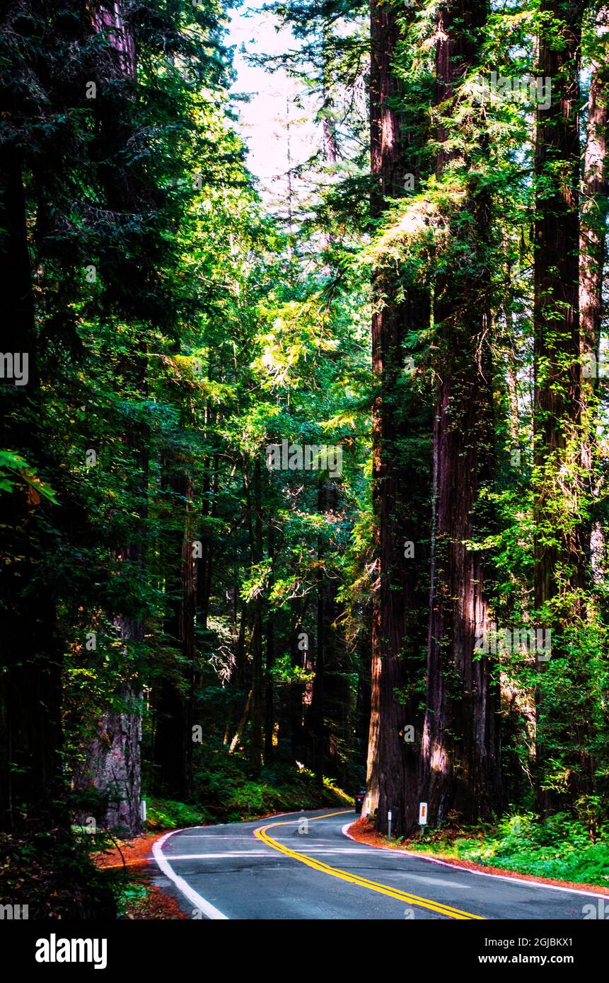 USA, California. Humboldt Redwoods State Park, Avenue of the Giants Stock Photo