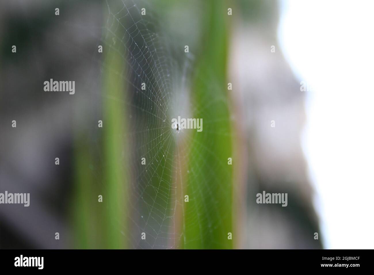 A Spider Web with the spider at the center Stock Photo