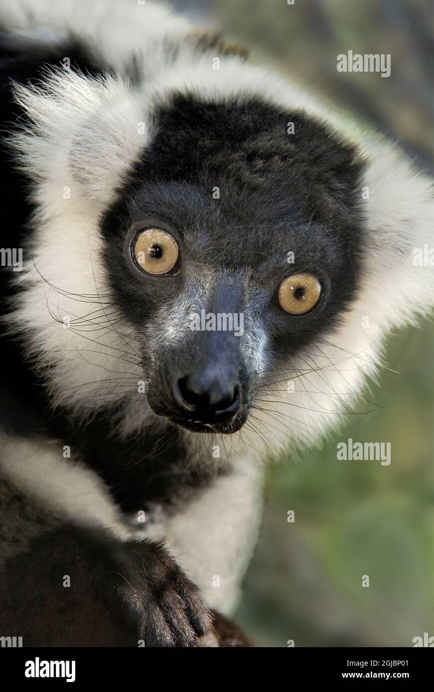 USA, California, Wildlife Waystation. Ruffed lemur portrait at rescue facility Stock Photo Alamy