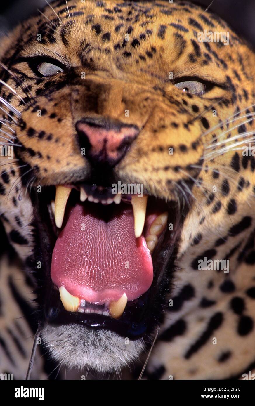 USA, California, Wildlife Waystation. Portrait of snarling adult male African leopard at rescue facility. Stock Photo