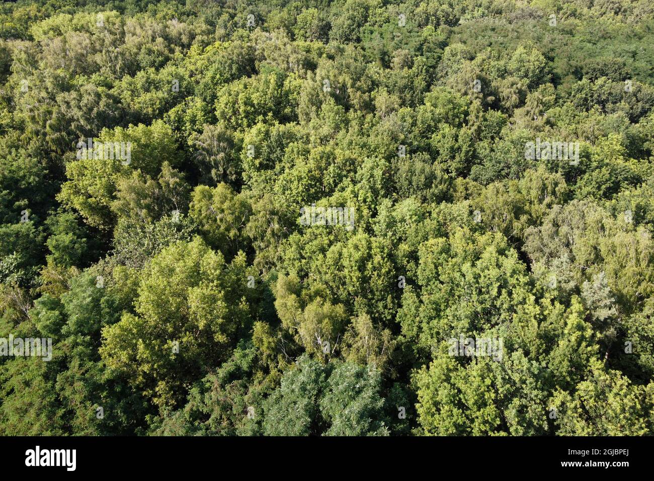 Beautiful dense forest, top view. The tops of a variety of trees Stock ...