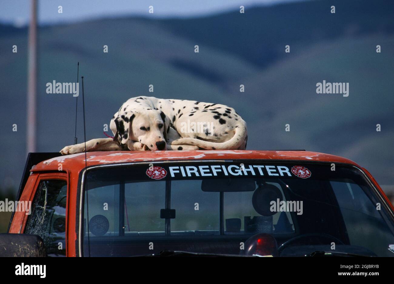 Dalmatian fire truck hires stock photography and images Alamy