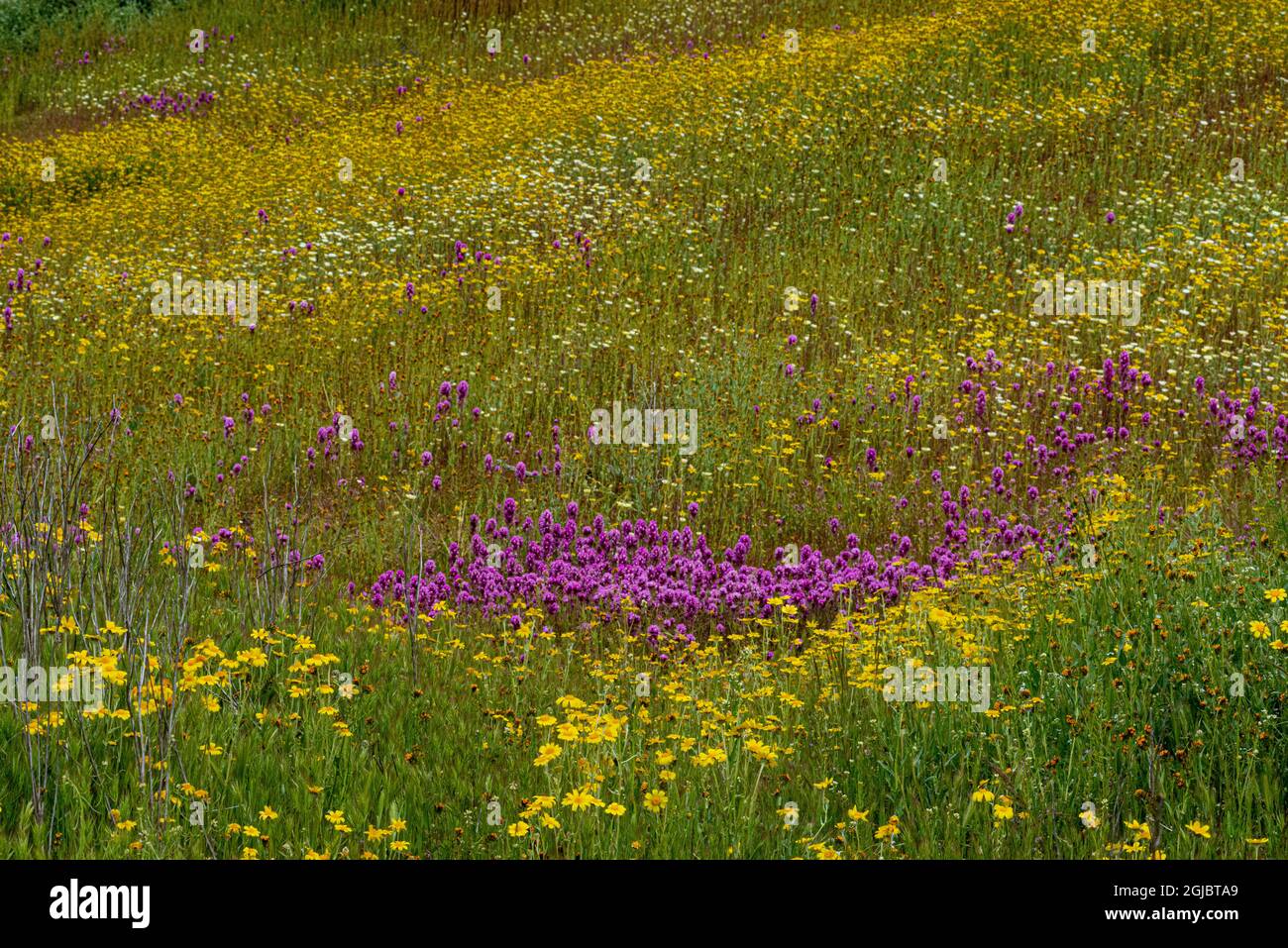 Hillside of wildflowers hi-res stock photography and images - Alamy