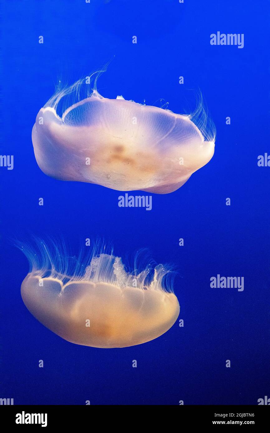 United States, California, Monterey, Monterey Bay Aquarium, Moon Jellyfish swimming Stock Photo