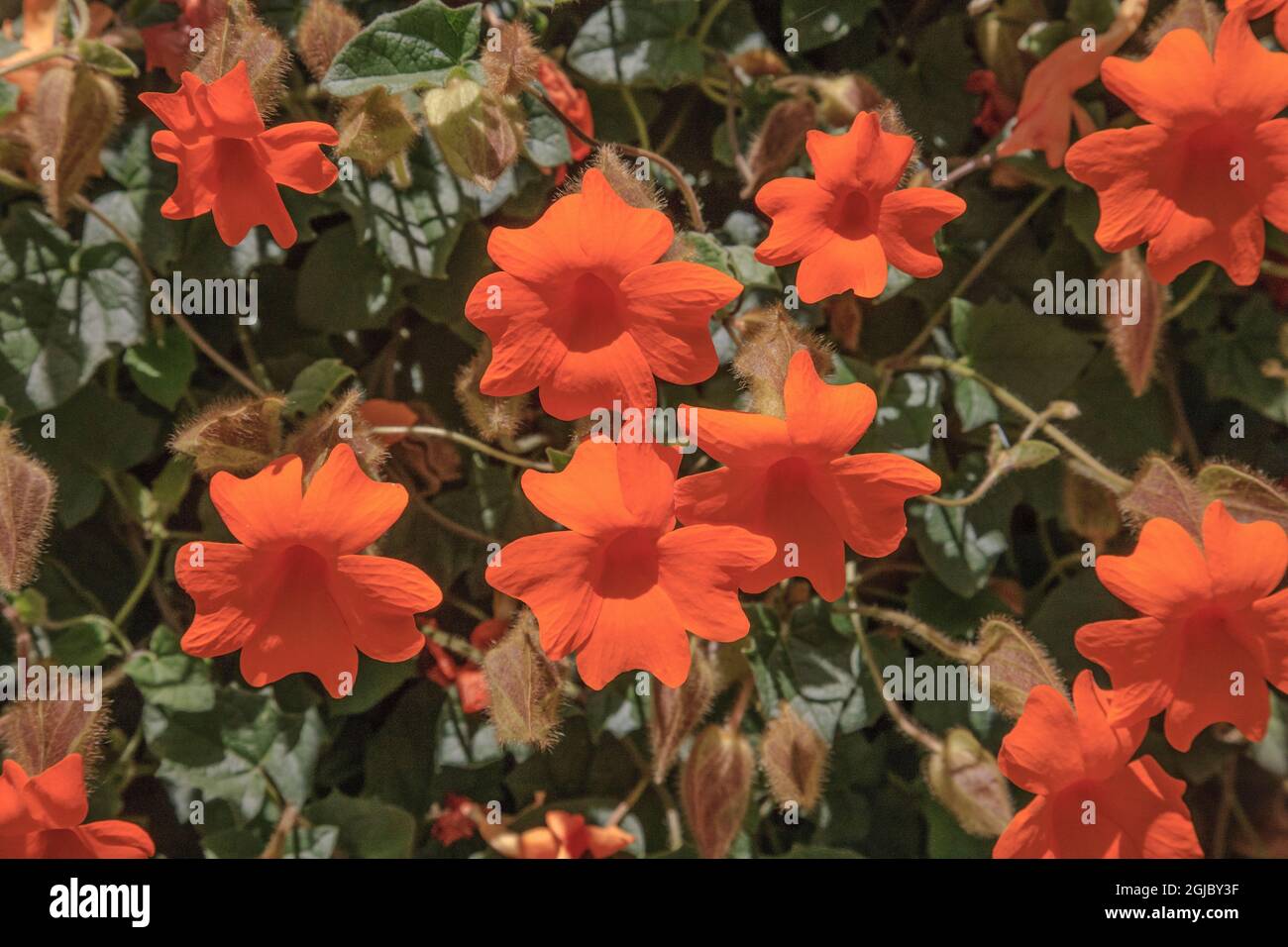 Mandevilla flowers covering a fence. Stock Photo
