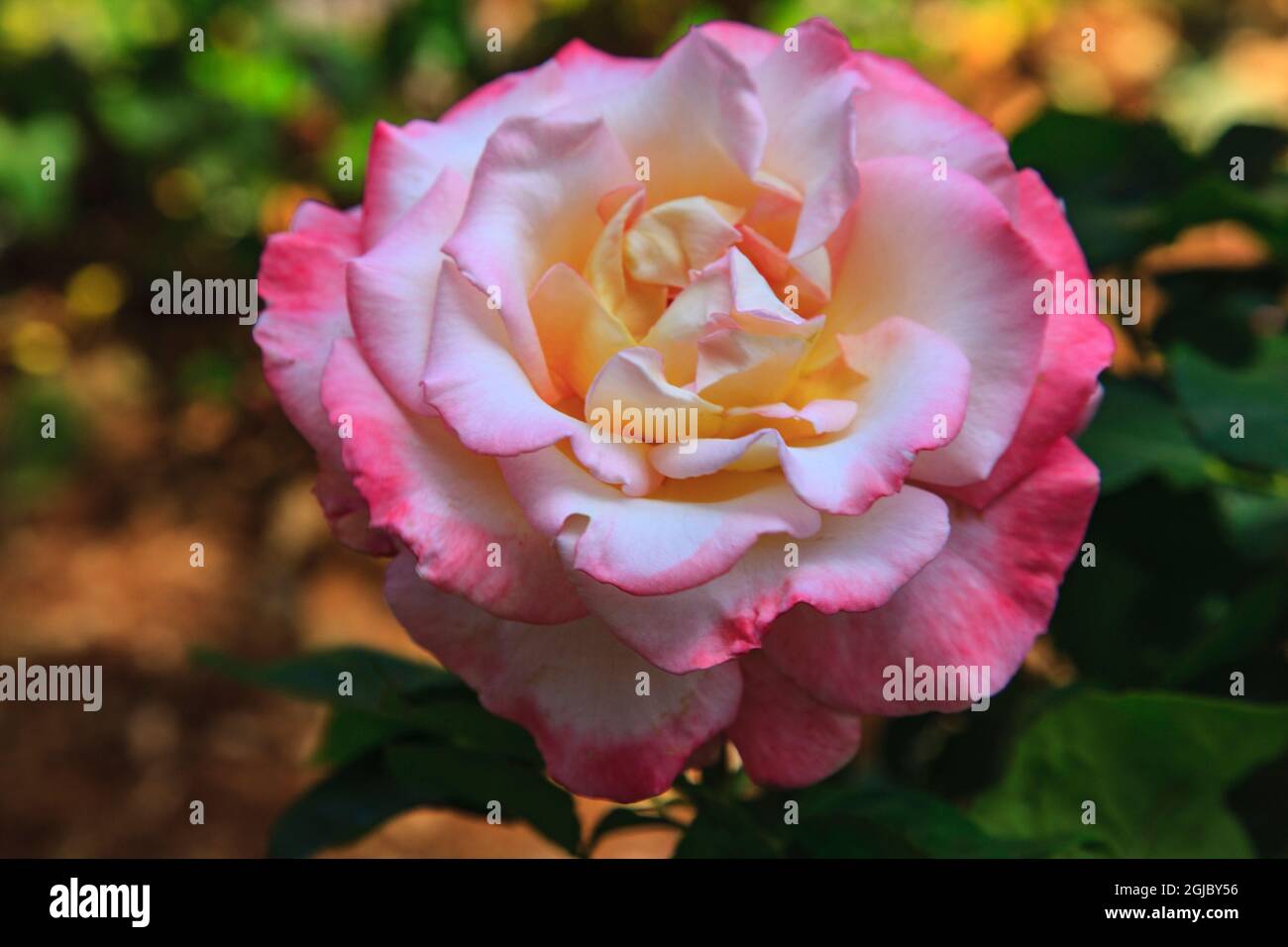The Elina rose is a hybrid tea rose. Stock Photo