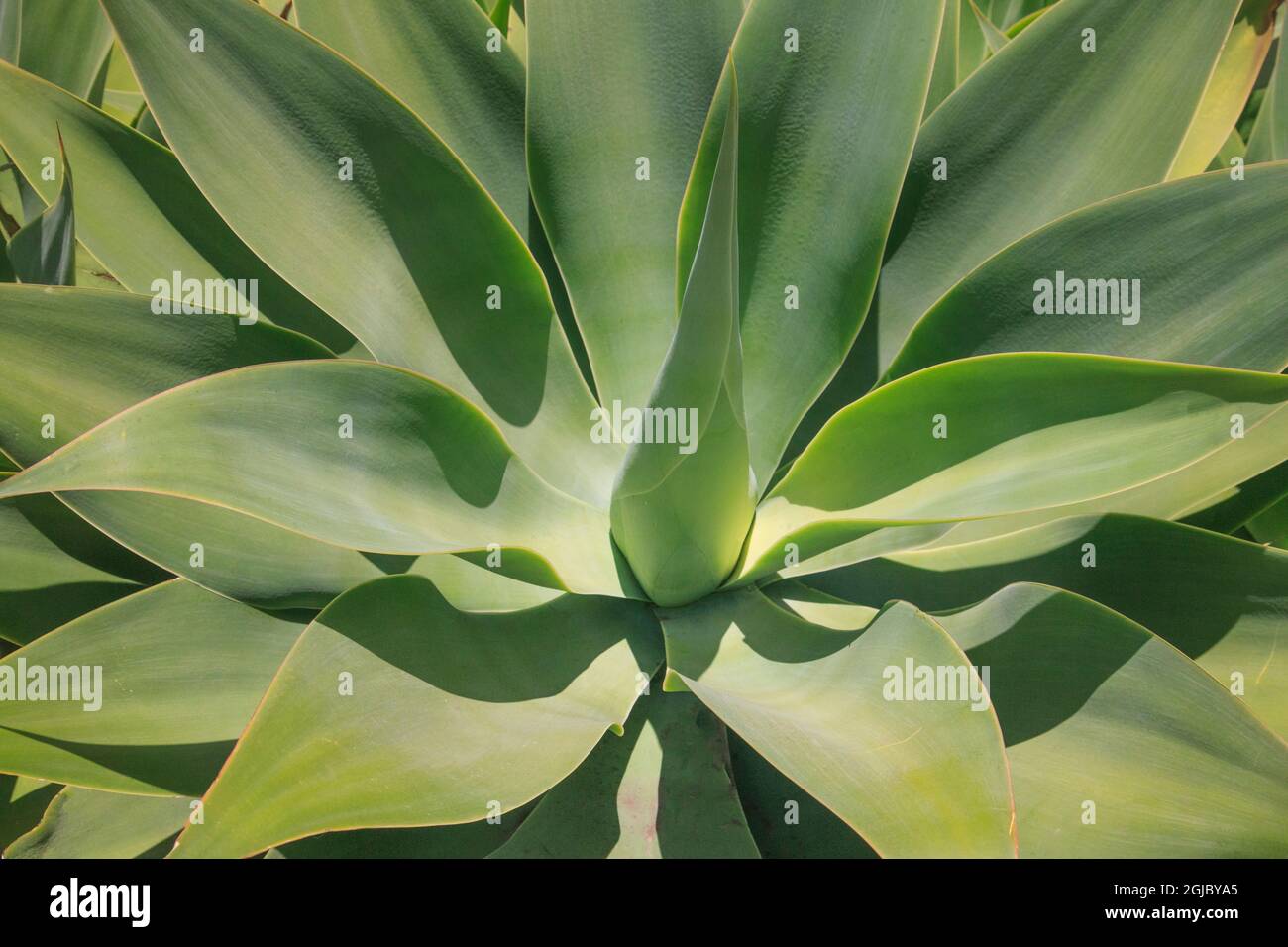 Foxtail agave plant originating from Mexico. Stock Photo