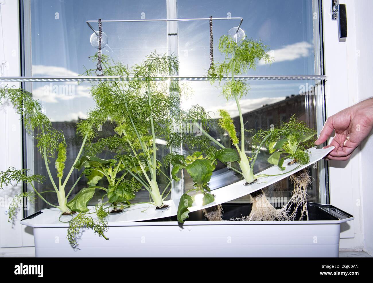 Hydroponics is a subset of hydroculture, which is a method of growing