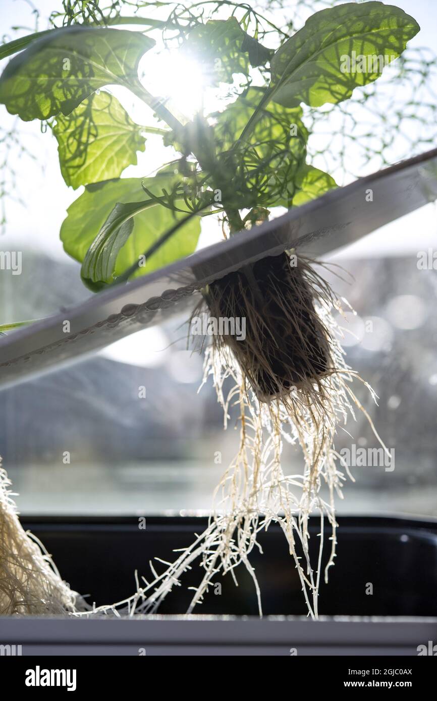 Hydroponics is a subset of hydroculture, which is a method of growing