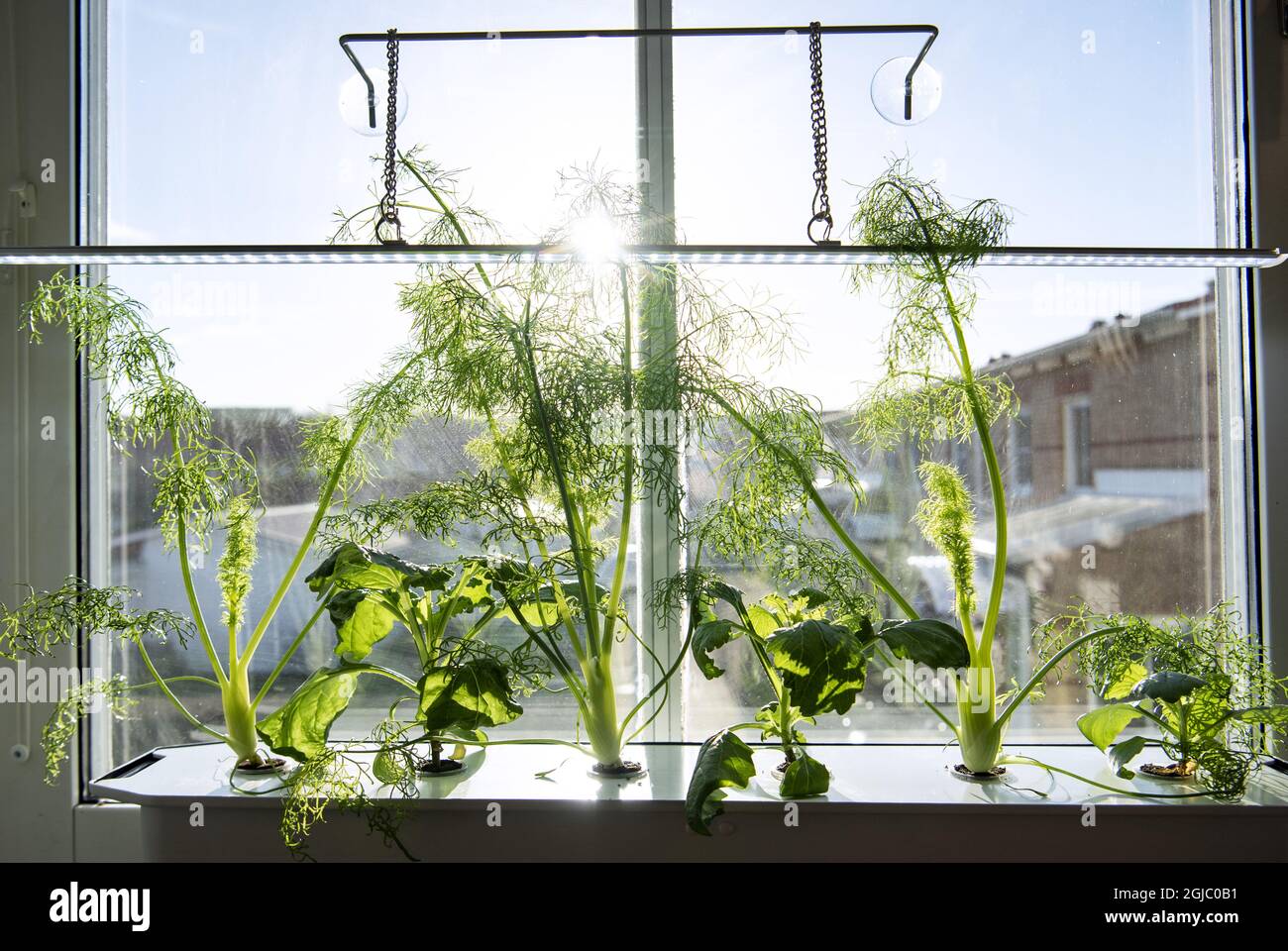 Hydroponics is a subset of hydroculture, which is a method of growing