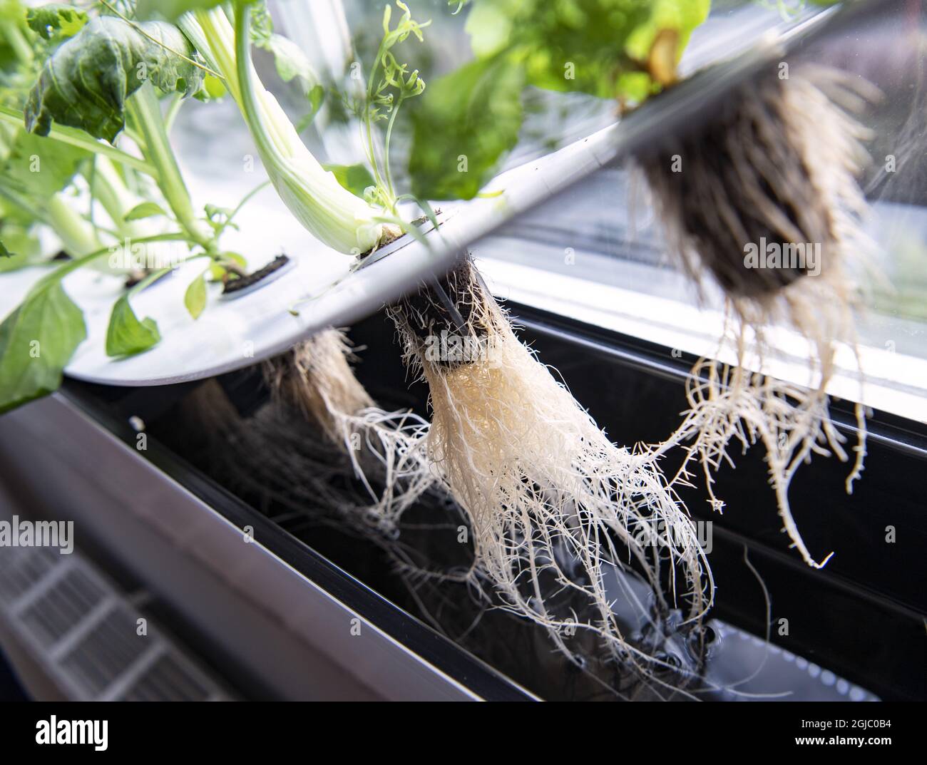 Hydroponics is a subset of hydroculture, which is a method of growing